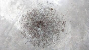 Ant Mill
